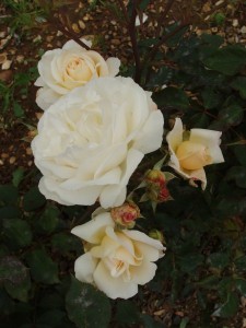GRUSS AN AACHEN (floribunda)